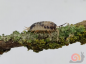 Preview: Panda Isopod (Porcellio laevis)